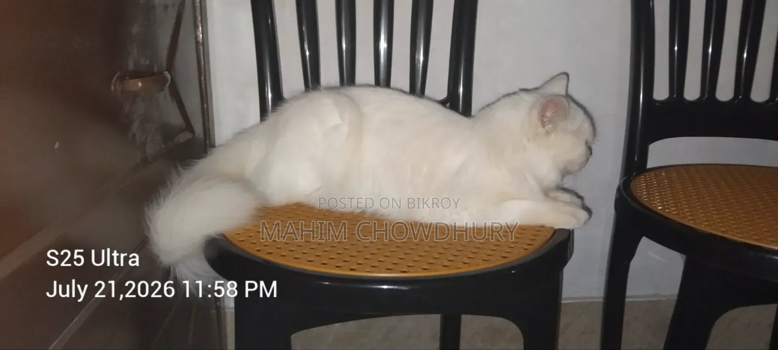 6-12 months Female Purebred Persian