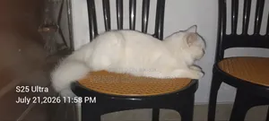 6-12 months Female Purebred Persian