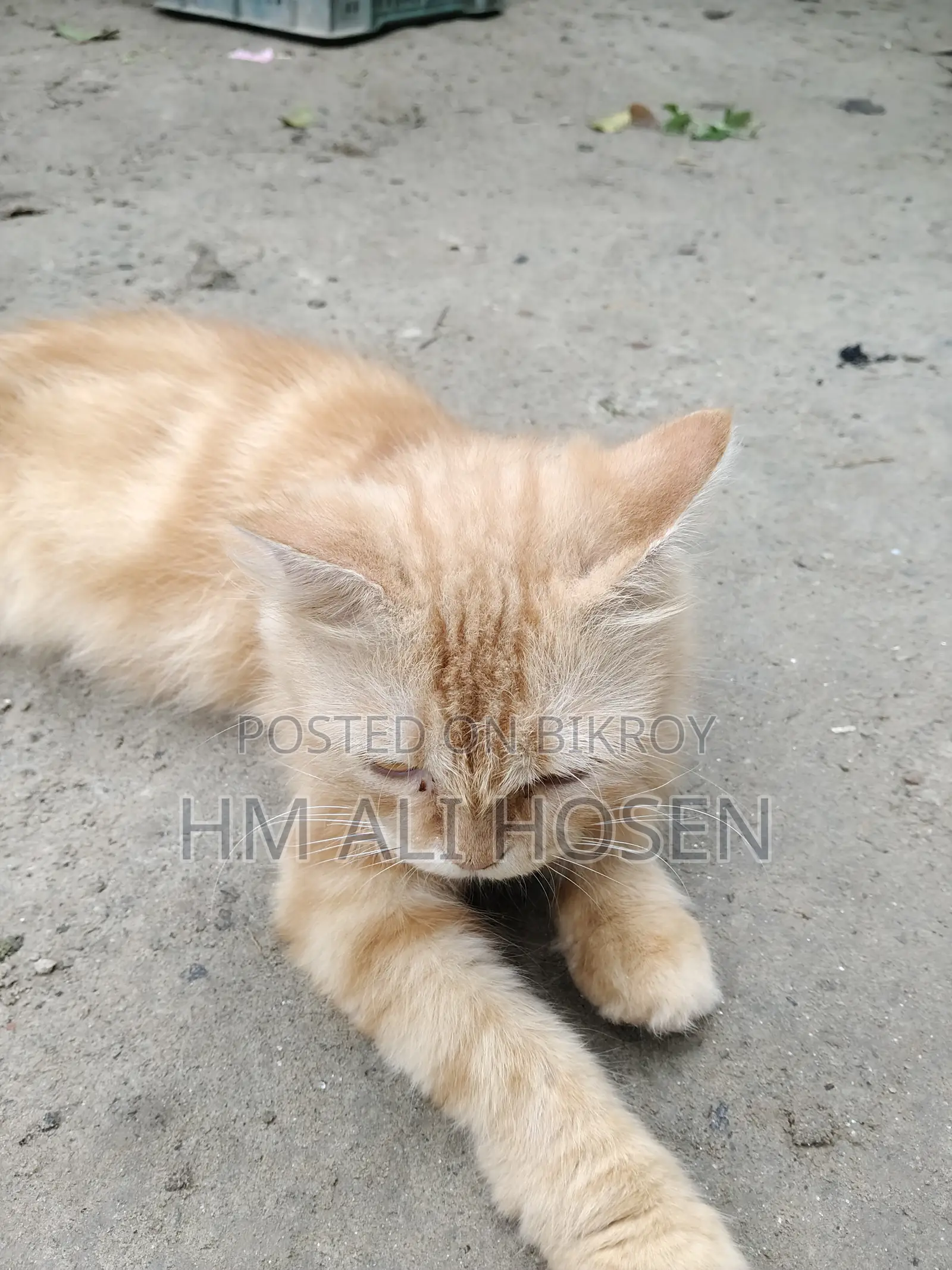 3-6 months Female Purebred Persian
