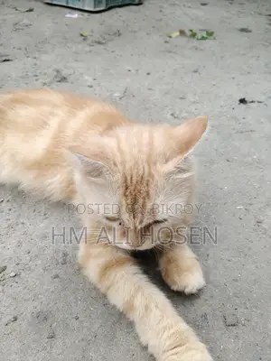 3-6 months Female Purebred Persian