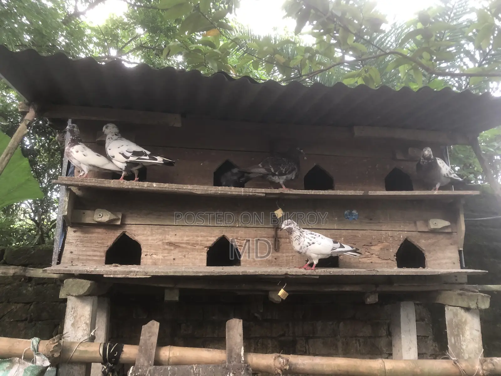Desi Pigeon