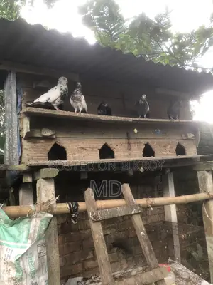 Desi Pigeon