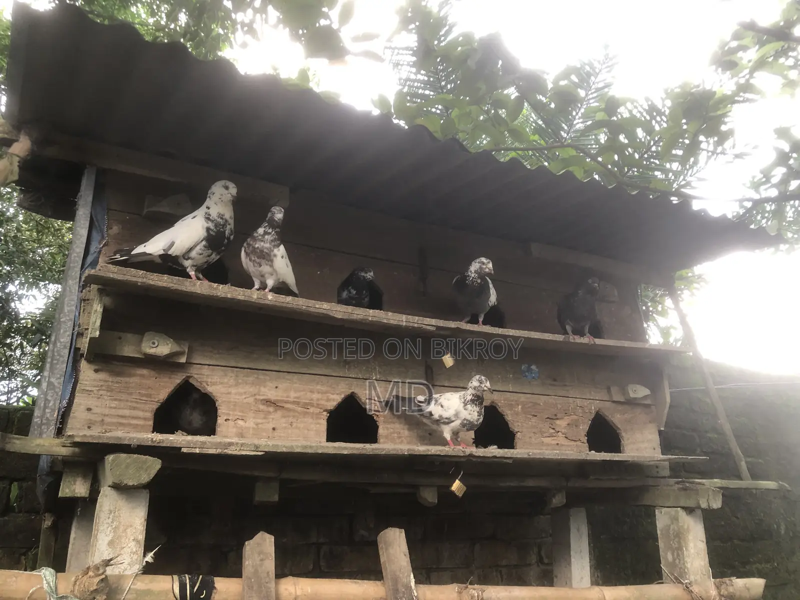Desi Pigeon