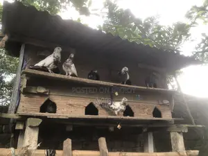 Desi Pigeon