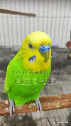 Pair of Budgies (Green Colored)