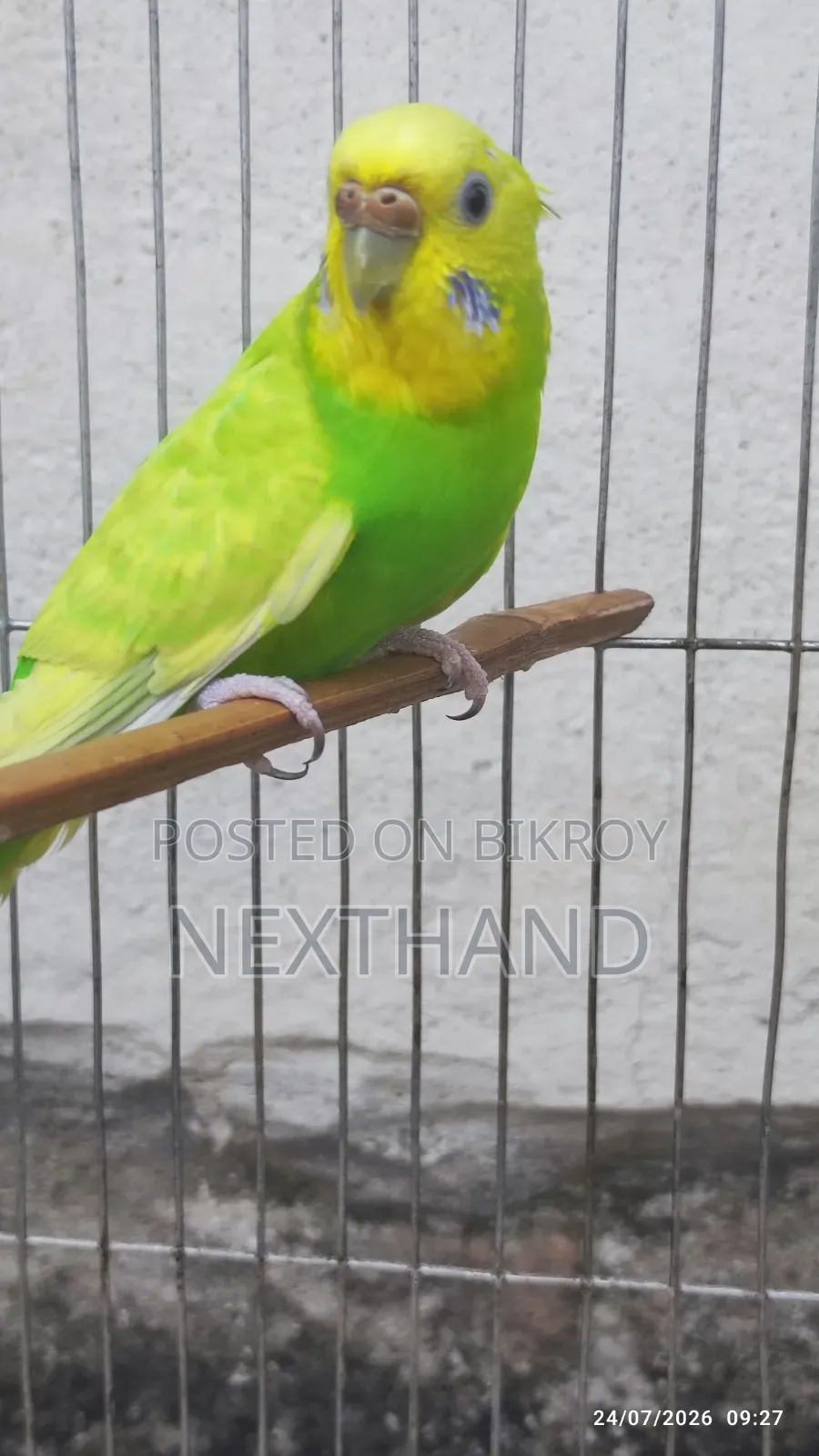 Pair of Budgies (Green Colored)