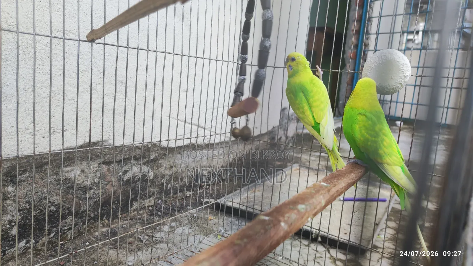 Pair of Budgies (Green Colored)