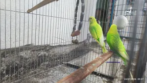 Pair of Budgies (Green Colored)