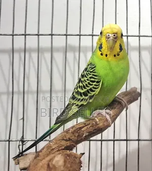 Healthy Green Female Adult Budgie