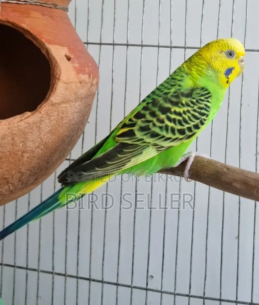 Healthy Green Female Adult Budgie