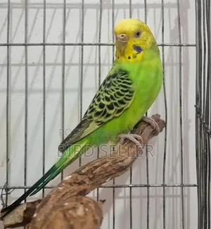 Healthy Green Female Adult Budgie