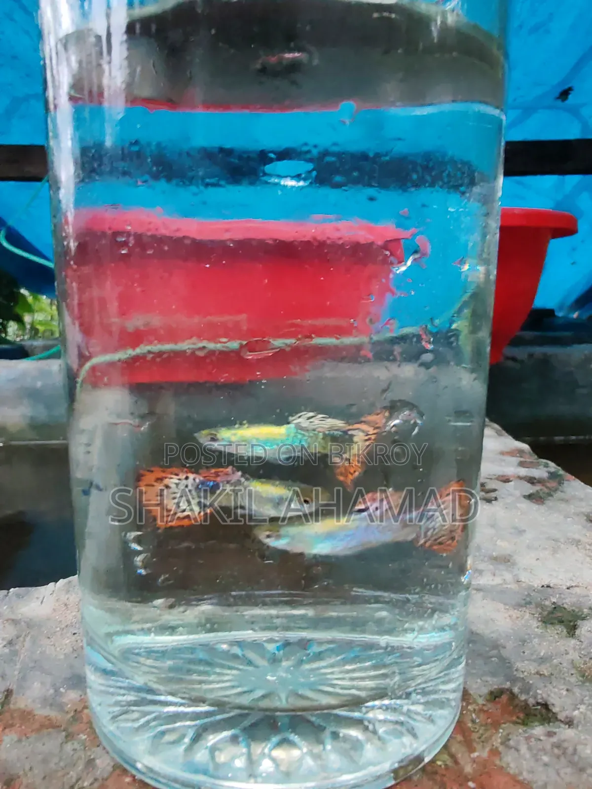 রেড ড্রাগন গাপ্পি
