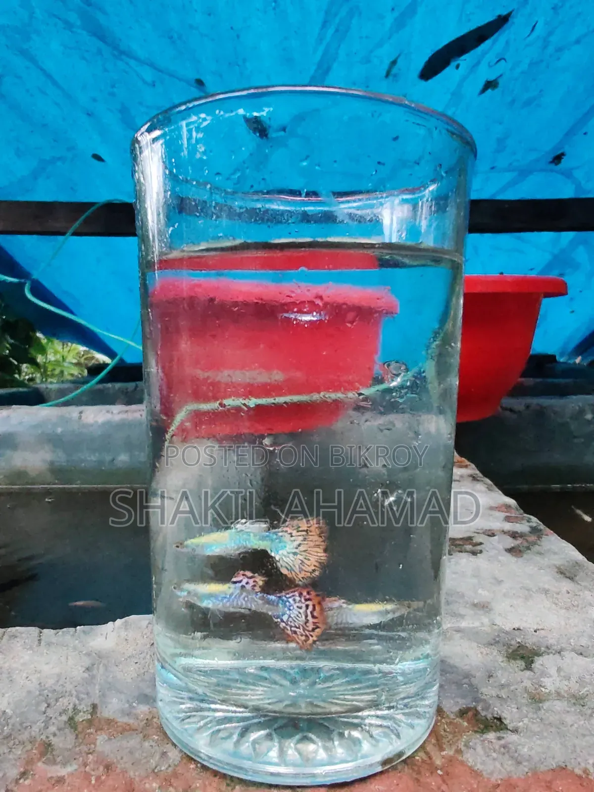 রেড ড্রাগন গাপ্পি
