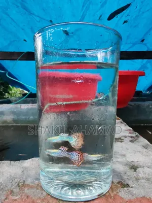 রেড ড্রাগন গাপ্পি