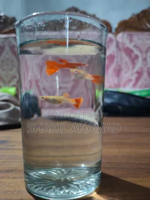 আলবিনো ফুল রেড গাপ্পি