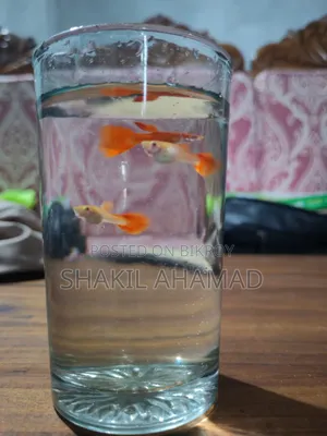 আলবিনো ফুল রেড গাপ্পি