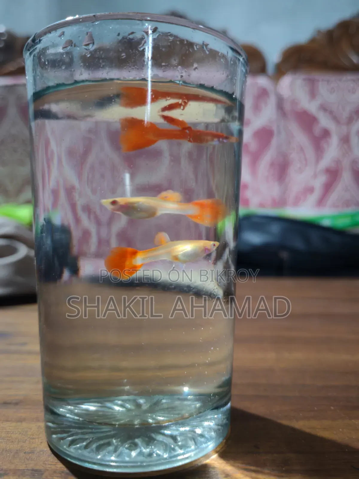 আলবিনো ফুল রেড গাপ্পি