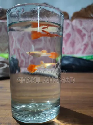 আলবিনো ফুল রেড গাপ্পি