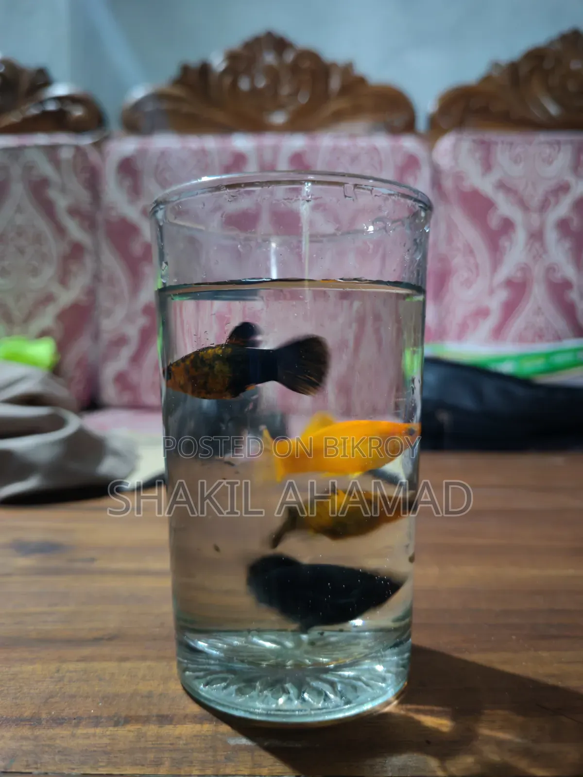 মলি ফিশ বিক্রির জন্য