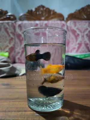 মলি ফিশ বিক্রির জন্য