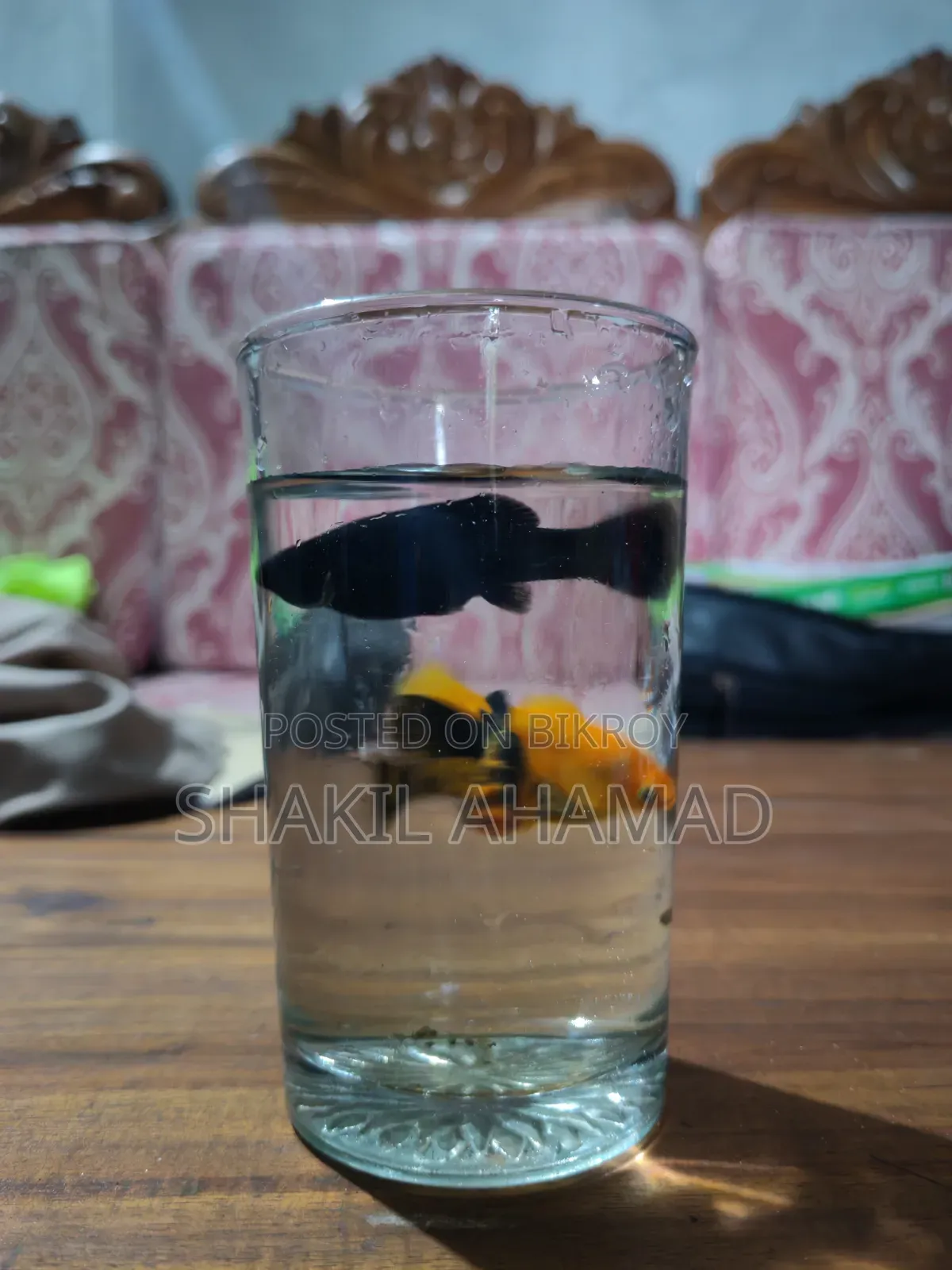 মলি ফিশ বিক্রির জন্য