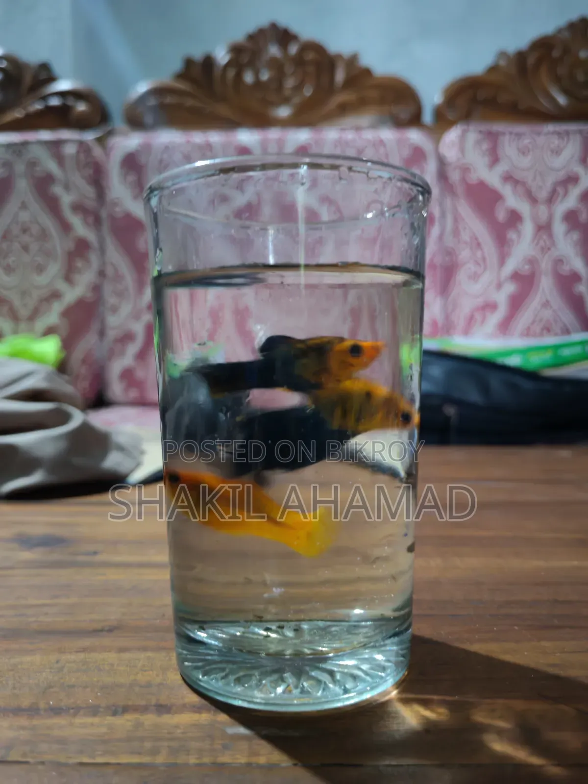 মলি ফিশ বিক্রির জন্য