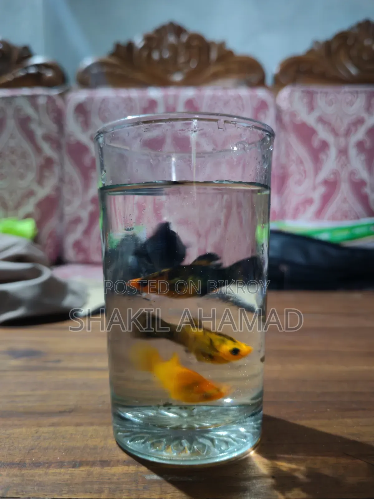 মলি ফিশ বিক্রির জন্য