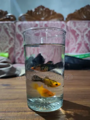 মলি ফিশ বিক্রির জন্য