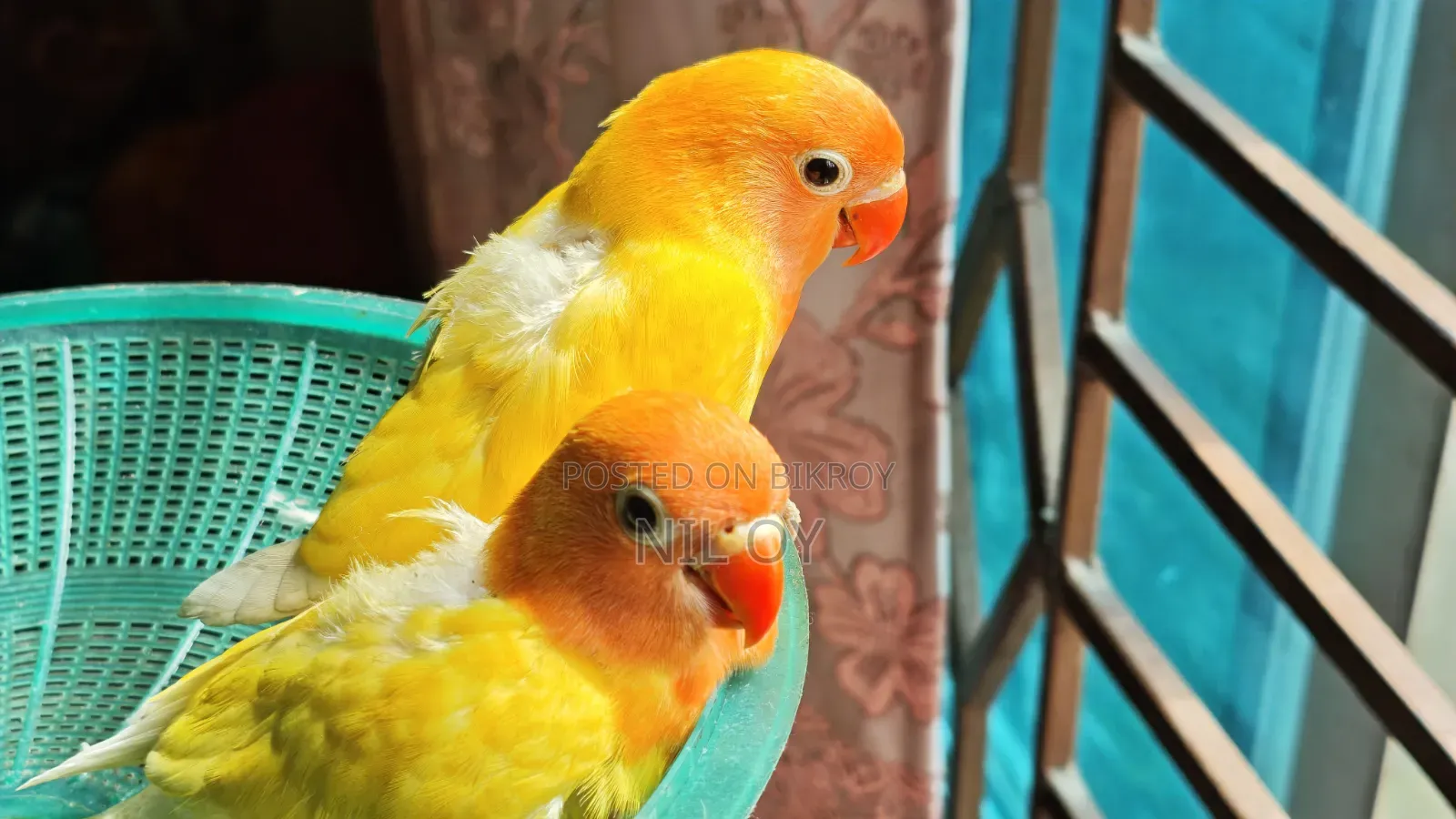 Top Quality Tame Size Yellow Fischer Lovebird