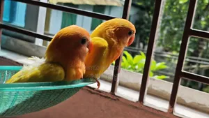 Top Quality Tame Size Yellow Fischer Lovebird