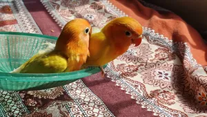 Top Quality Tame Size Yellow Fischer Lovebird
