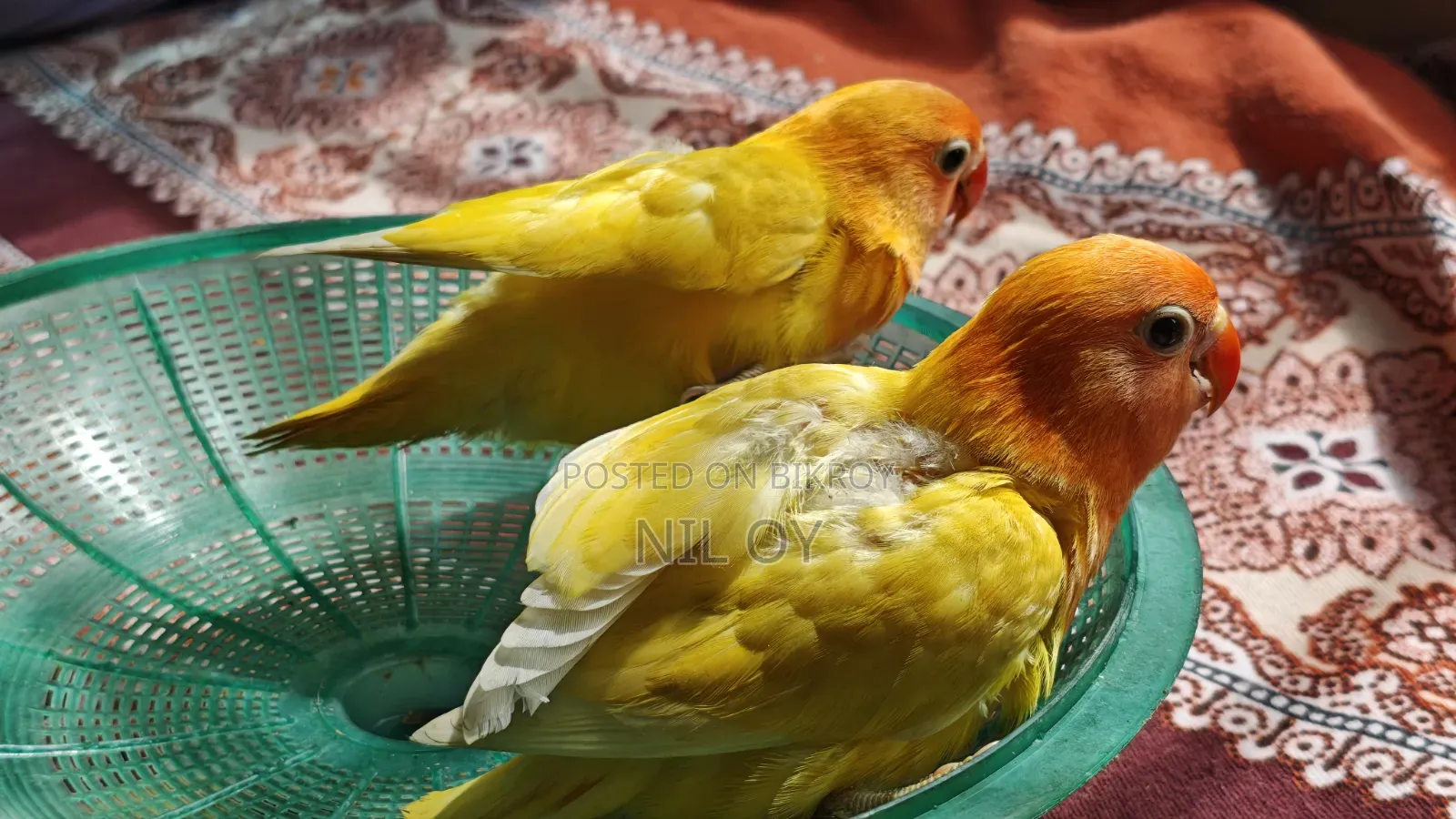 Top Quality Tame Size Yellow Fischer Lovebird