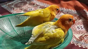 Top Quality Tame Size Yellow Fischer Lovebird