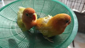 Top Quality Tame Size Yellow Fischer Lovebird