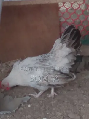 Serama Chicken