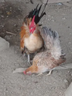 সেরেমা মুরগি
