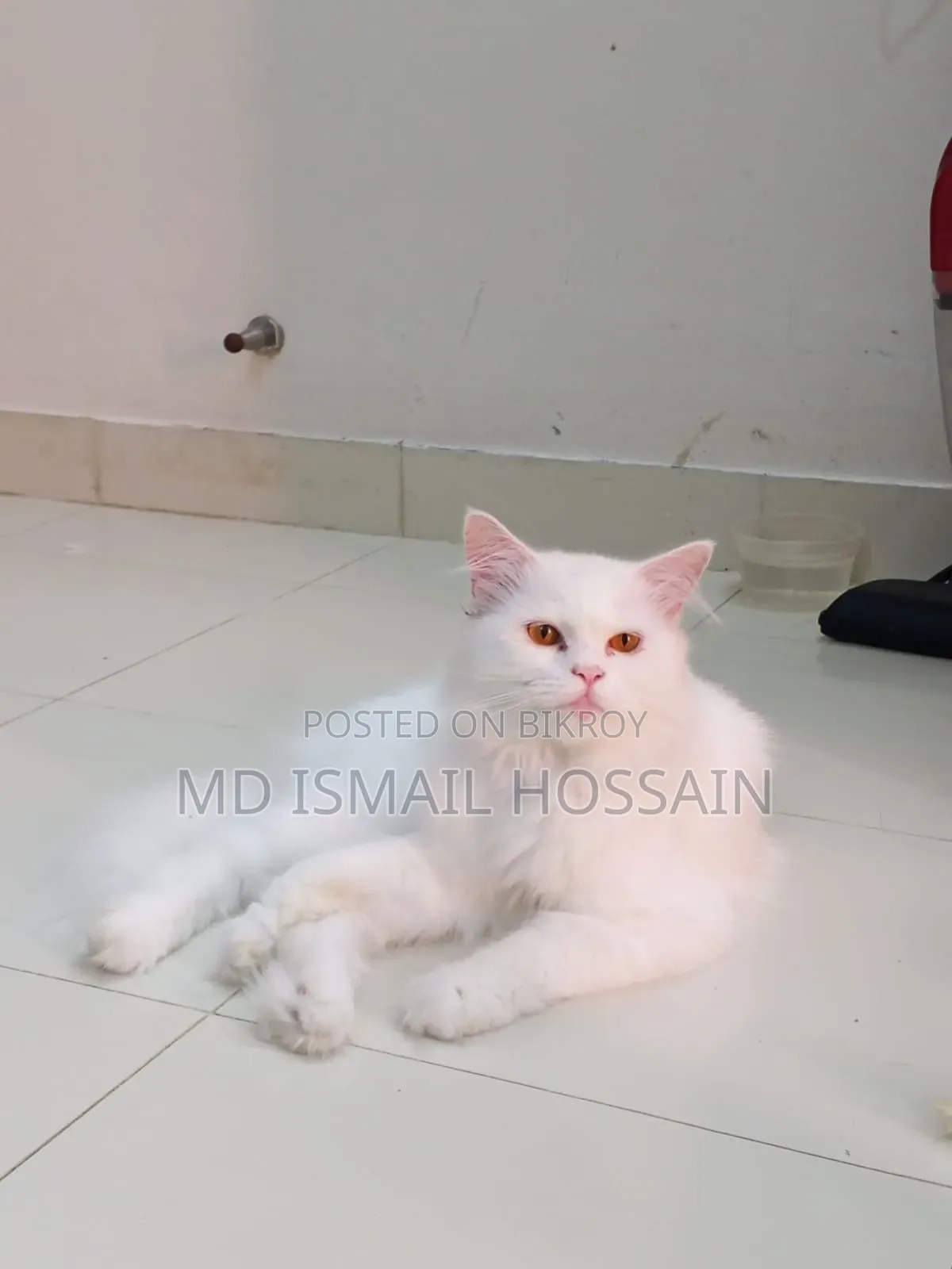 6-12 months Male Purebred Persian