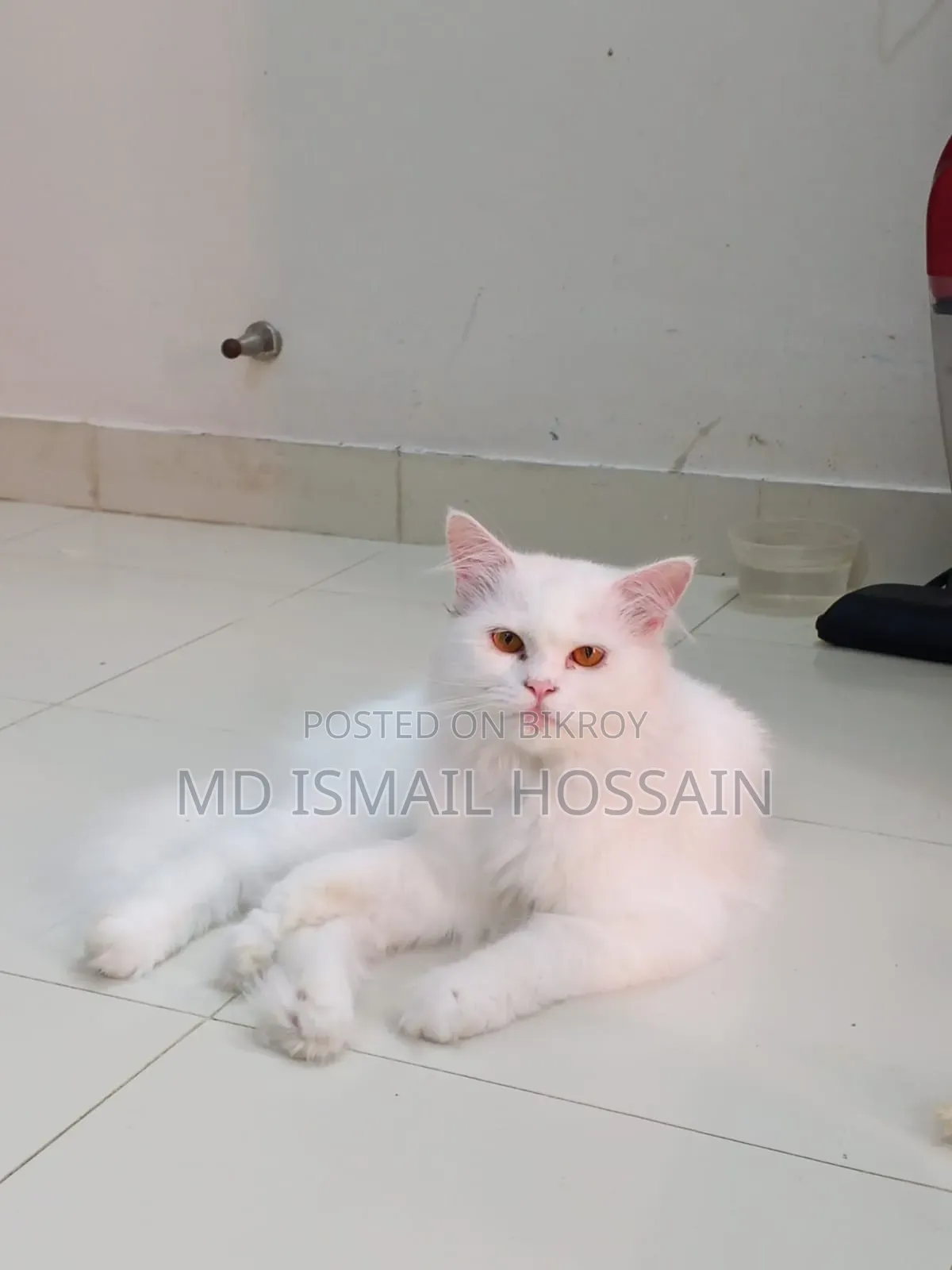 6-12 months Male Purebred Persian