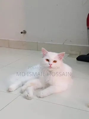6-12 months Male Purebred Persian