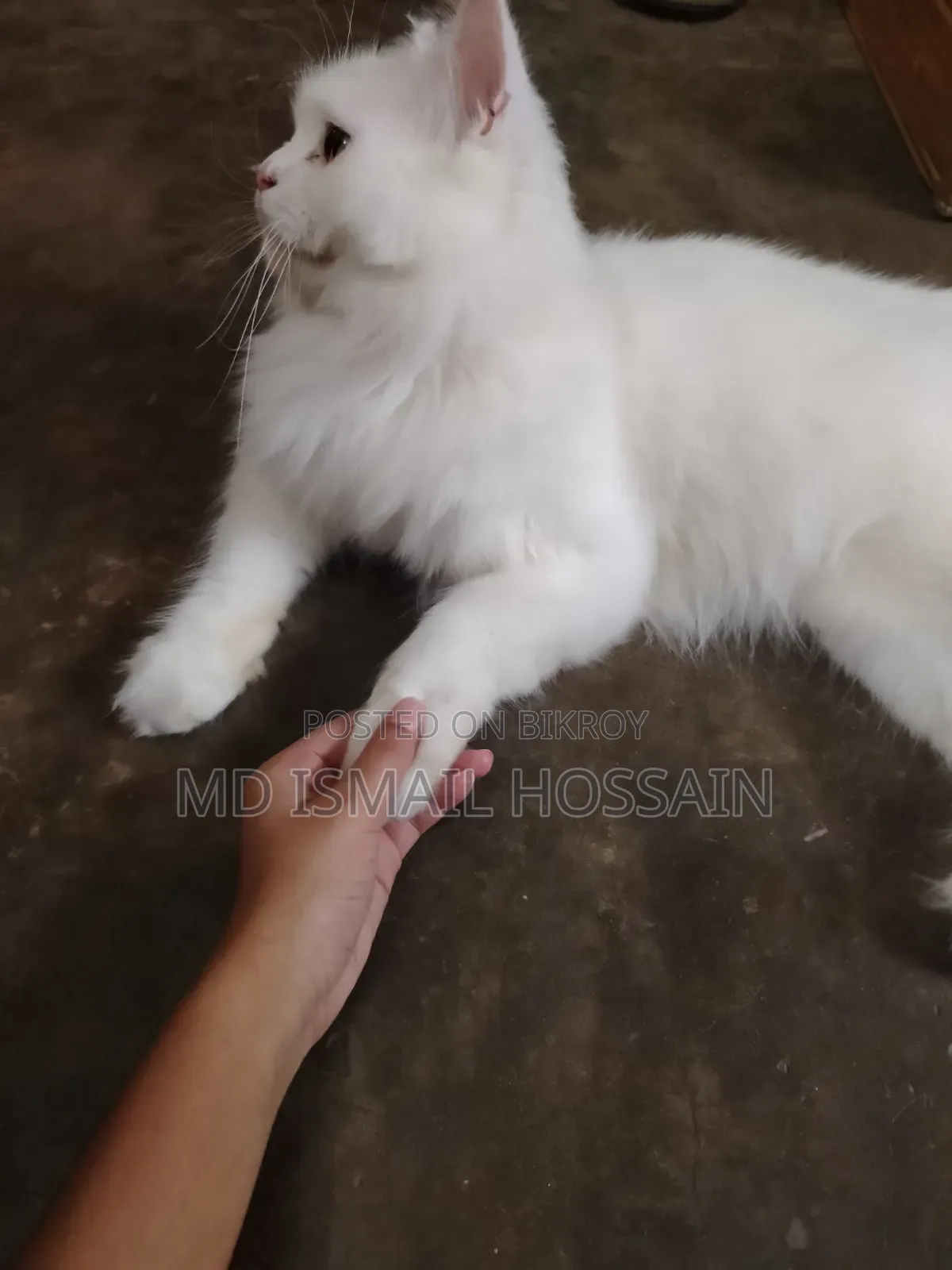 6-12 months Male Purebred Persian