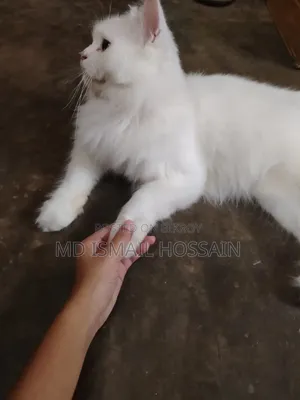 6-12 months Male Purebred Persian
