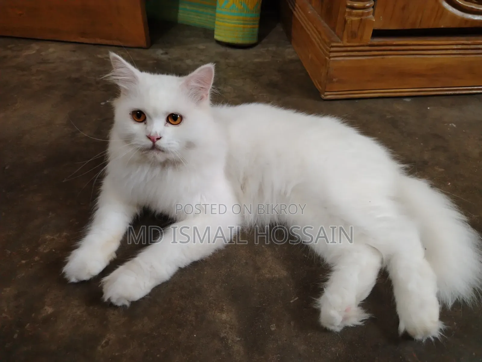 6-12 months Male Purebred Persian