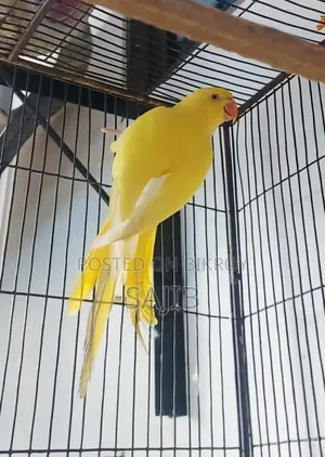 Lutino Ringneck Parrot