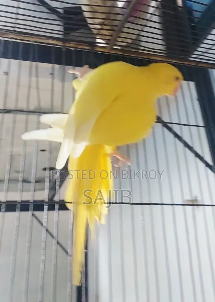 Lutino Ringneck Parrot