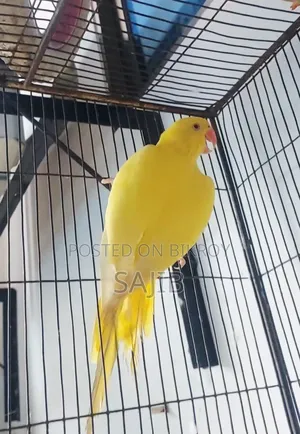 Lutino Ringneck Parrot