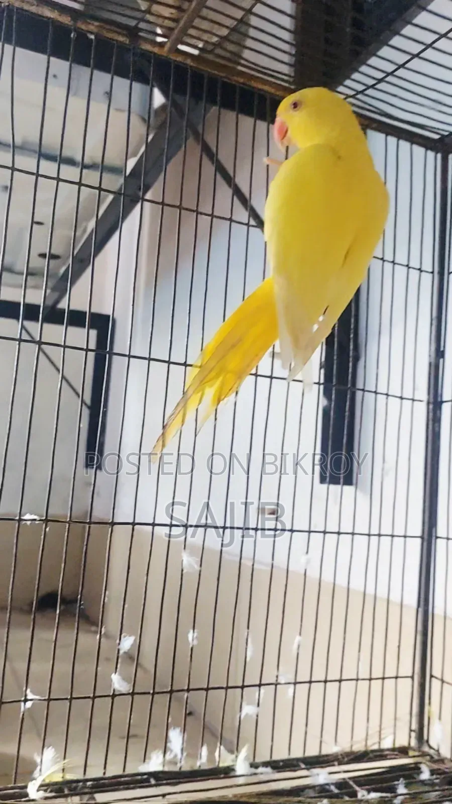 Lutino Ringneck Parrot