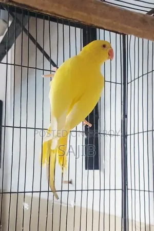 Lutino Ringneck Parrot