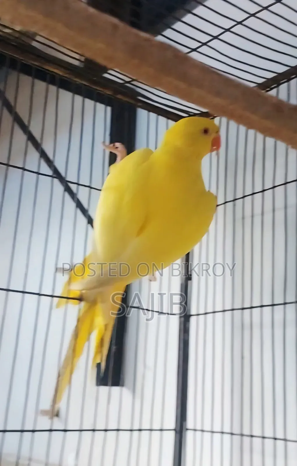 Lutino Ringneck Parrot