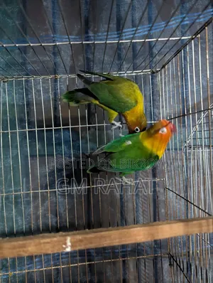 Green Fischer Love Bird