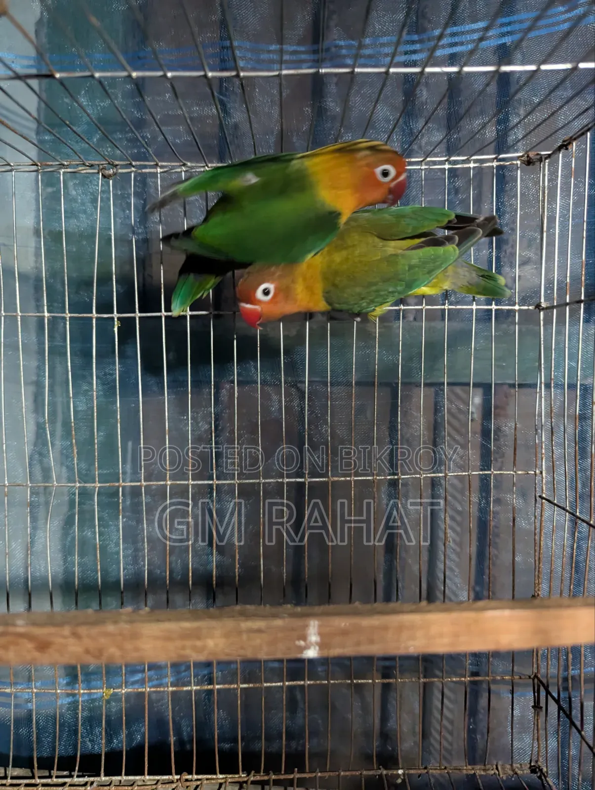 Green Fischer Love Bird